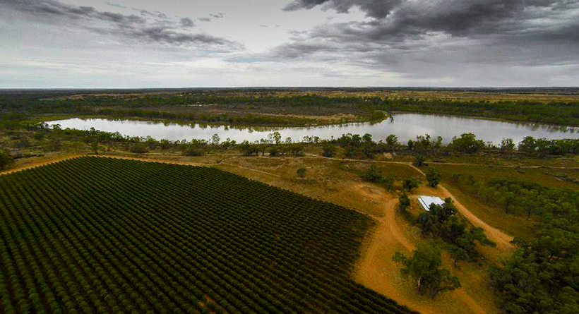 Byrne Vineyards 